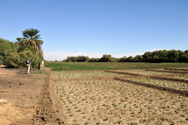 Agriculture along the Nile, Northern Sudan