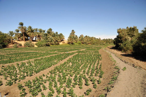 Crops growing along the Nile