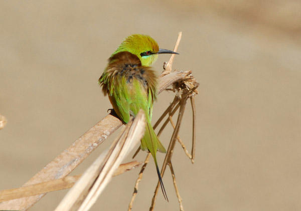 Green Bee-eater (Merops orientalis), Northern Sudan-Nubia