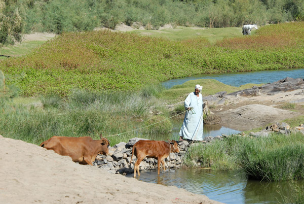 Man leading cows to water