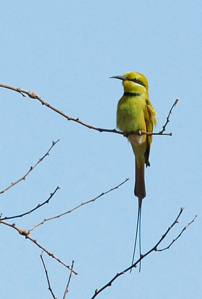 Green Bee-eater (Merops orientalis)