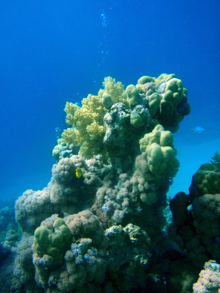 Abu Adila Reef, Sudan