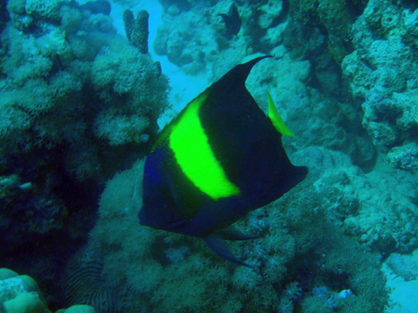 Yellowband angelfish (Pomacanthus maculosus), Sudan-Red Sea
