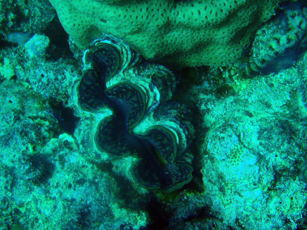 Giant clam, Sudan-Red Sea