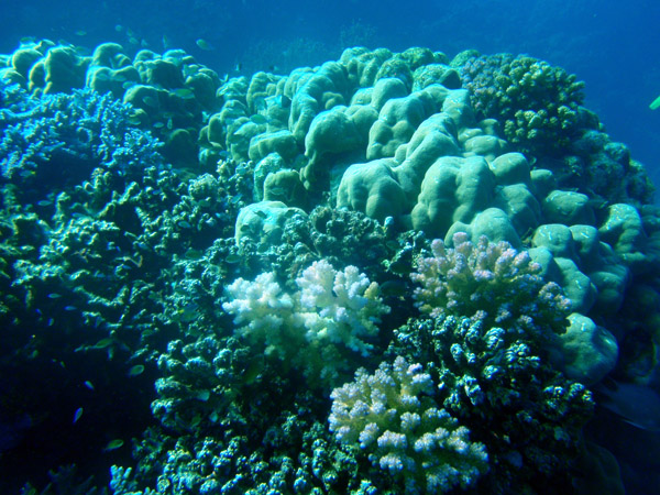 Coral, Abu Adila,  Sudan-Red Sea