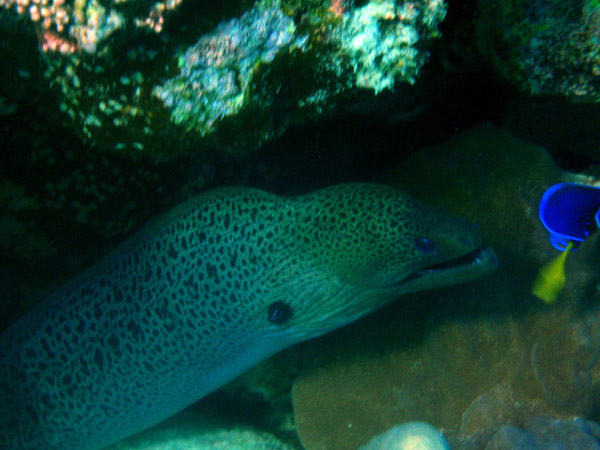 Giant Moray Eel - Sudan, Red Sea