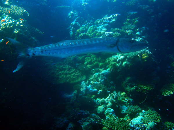 Great barracuda (Sphyraena barracuda), Sudan-Red Sea