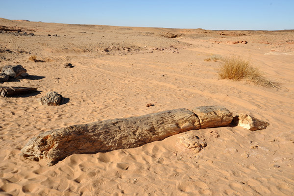 Petrified log of a prehistoric forest