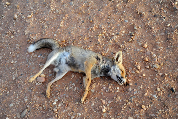 Stiff dead jackal near the pyramids