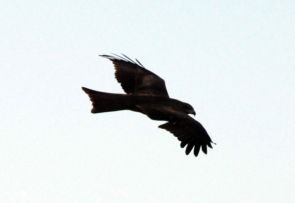 Bird soaring above Jebel Barkal