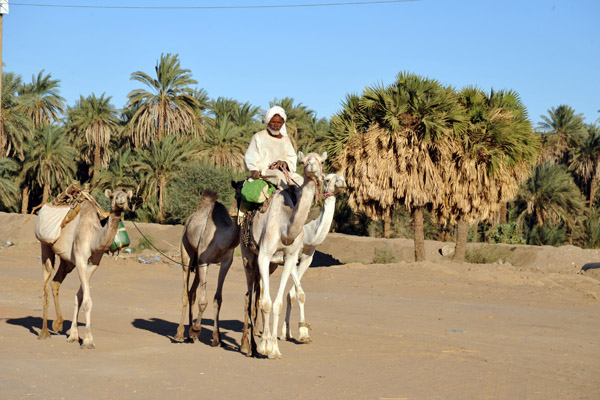 Man mounted on a camel leading 3 others along the Nile between El Kurru and Karima