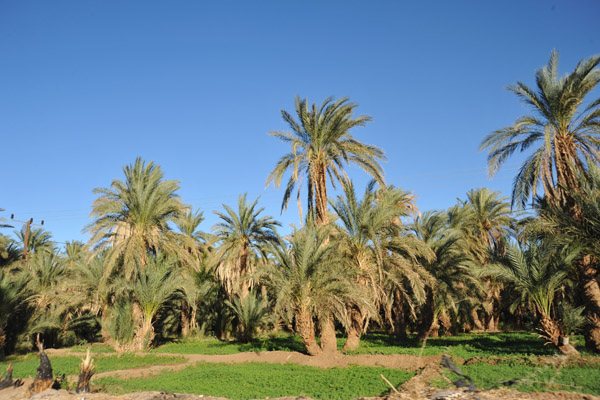 Fertile strip along the East Bank of the Nile between El Kurru and Karima