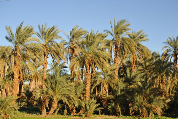 Palm trees along the NileFertile strip along the East Bank of the Nile between El Kurru and Karima