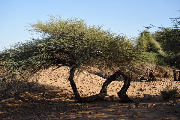 Twisted acacia tree at the Royal City