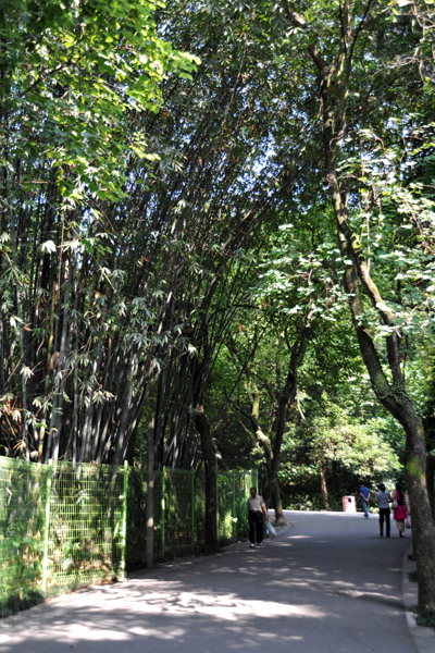 Bamboo - Yue Xiu Park