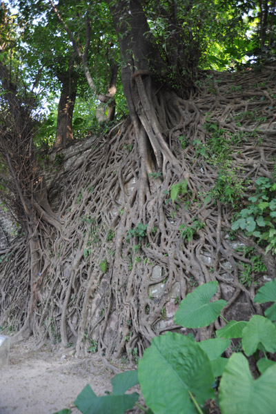 Root-clad wall, Yue Xiu Park