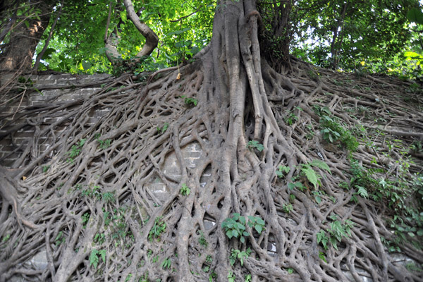 Tree with roots covering a wall, Yue Xiu Park