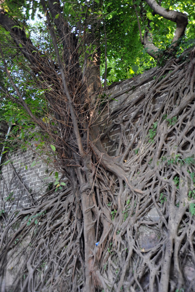 Root-clad wall, Yue Xiu Park