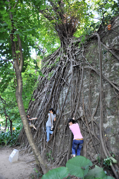 Root-clad wall, Yue Xiu Park