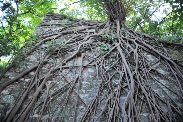 Root-clad wall, Yue Xiu Park