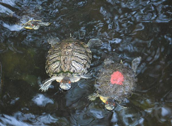 Turtles in the pool, some marked with red paint
