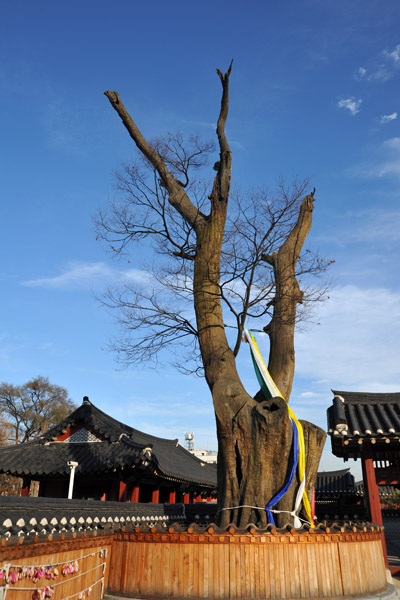 Sacred tree, Hwaseong Palace