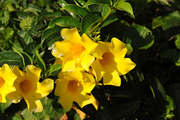 Yellow flowers, Grand Baie
