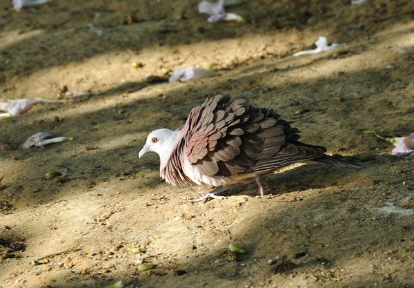 Mauritius Pink Pigeon (Nesoenas mayeri)