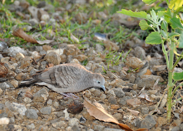 Zebra Dove (Geopelia striata), Grand Baie-Mauritius