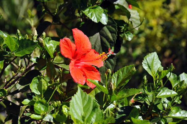 Red hibiscus at La Plantation, Mauritius