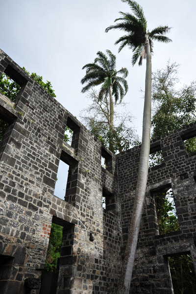 Palm tree growing inside the old arsenal