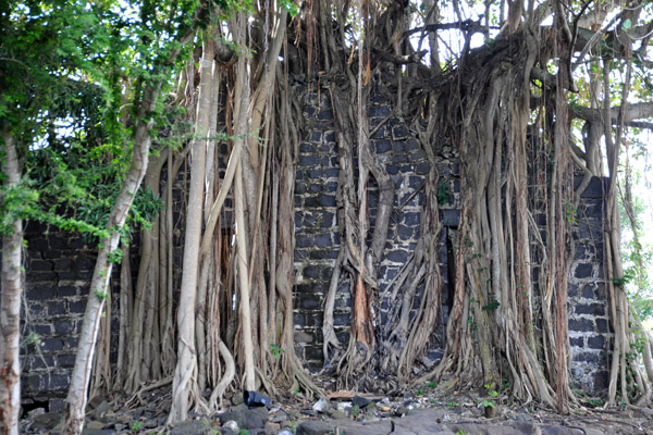 Ruins of a stone wall engulfed by a banyan tree, Balaclava