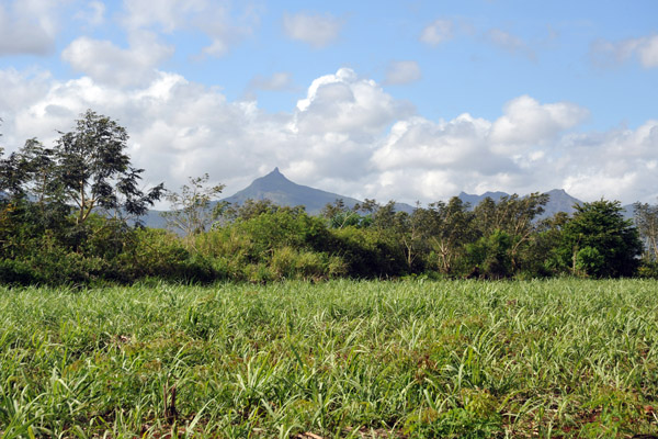 Sugar Cane Fields, Balaclava