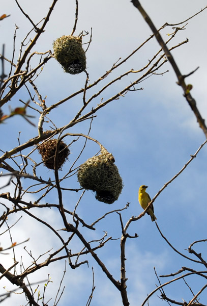 Village Weaver Bird Nests, Mauritius
