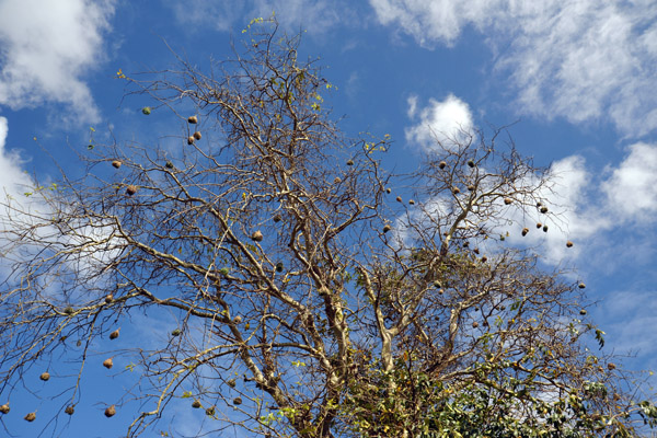 Village Weaver Bird Nests, Mauritius