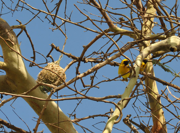 Village Weaver (Ploceus cucullatus) and nest, Mauritius