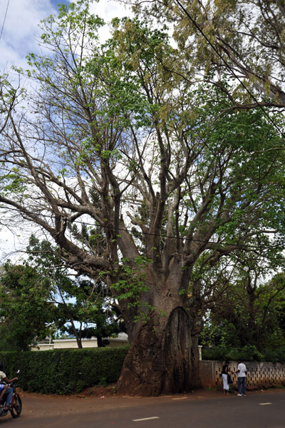 Giant tree, Arsenal, Mauritius