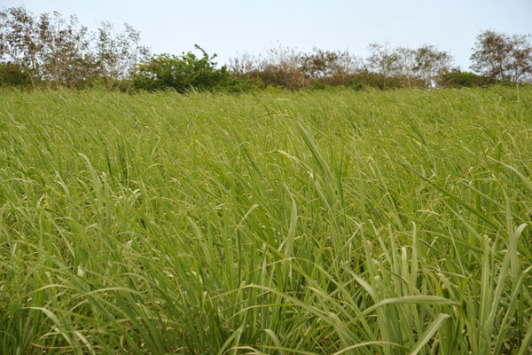 Sugar cane field between Arsenal and Balaclava