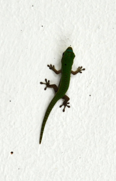 Gecko, Arsenal, Mauritius