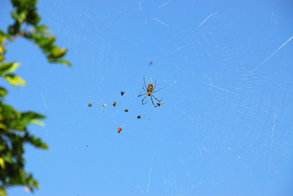 Spider in a web, Dhulikhel