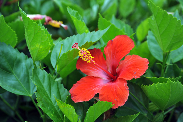 Red hibiscus, Port Louis