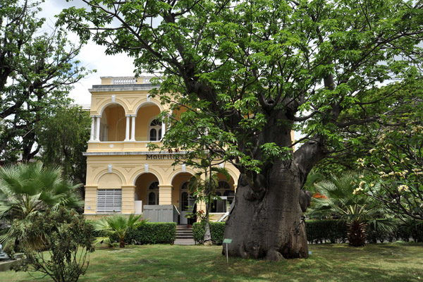 Mauritius Institute with it's old African Baobab tree