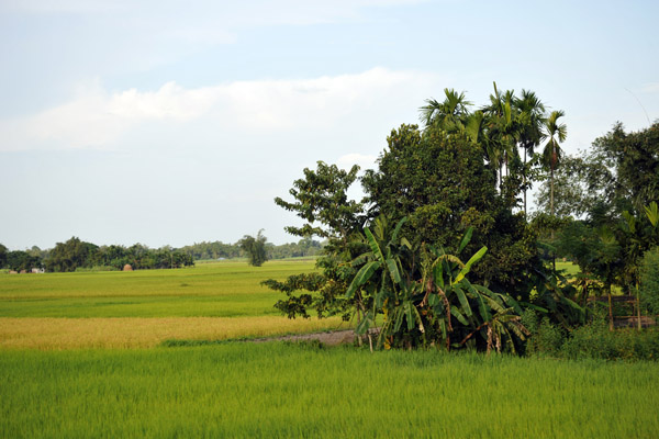 Rice growing on the plains of Bengal