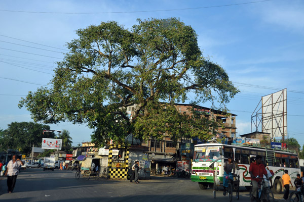 Tree at a junction, West Bengal