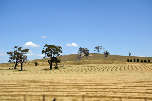 Victorian farmland in December