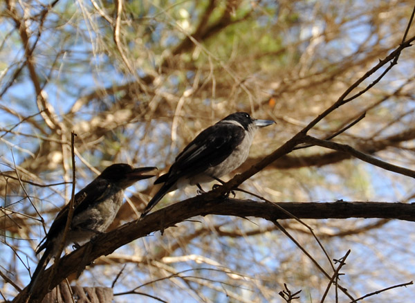 Grey Butcherbirds (Cracticus torquatus) 