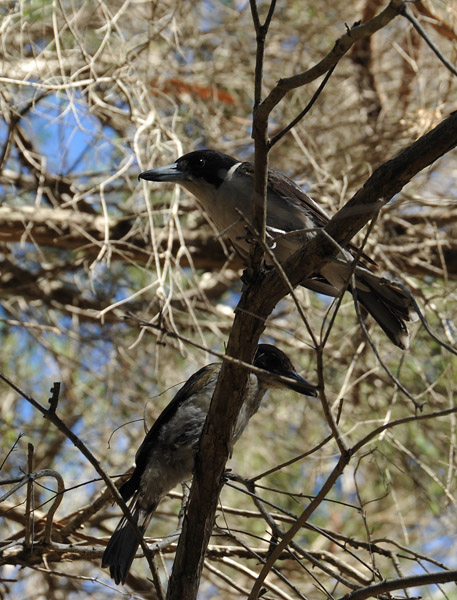 Grey Butcherbird (Cracticus torquatus) 