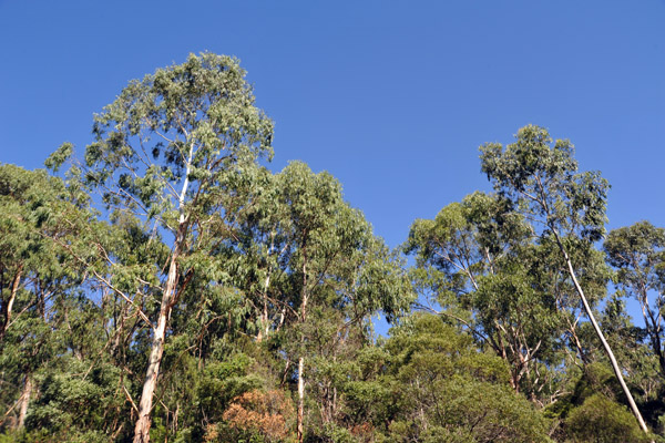 Eucalyptus forest of Dandenong Ranges National Park