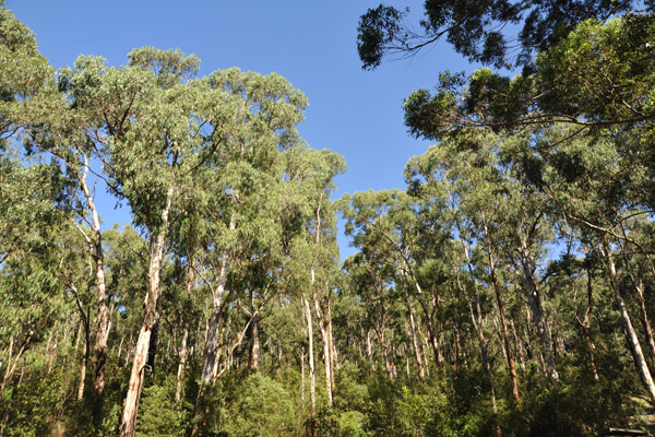 Dandenong Ranges National Park