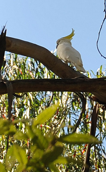 Sulphur-crested Cockatoo (Cacatua galerita) 